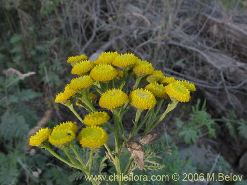 Senecio sp. #1487的照片